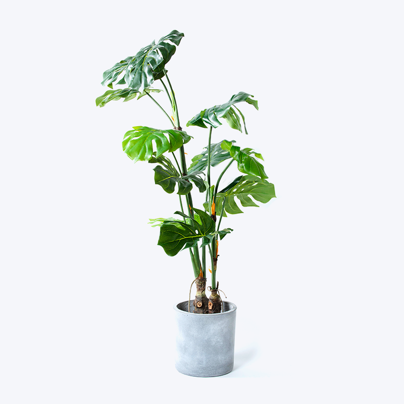 گیاه و گلدان سبز تقلبی Monstera-m